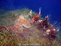 Octopus stalked by three lionfish whilst hunting on a bed... by Laura Dinraths 